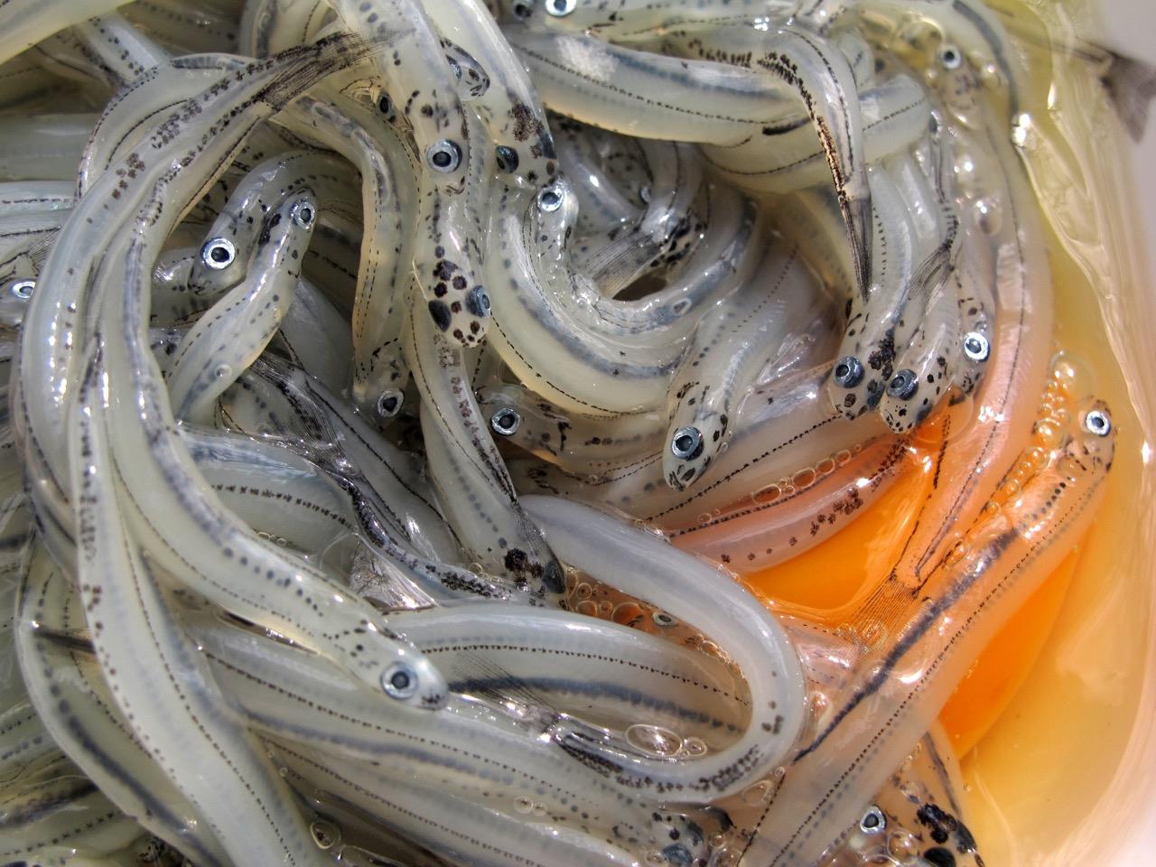 Are we Frittering away our Whitebait?